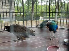 -太湖饭店玉兰厅(自助餐厅)