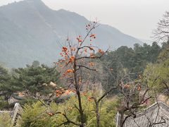-潭柘寺景区