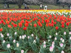 -苏州上方山国家森林公园