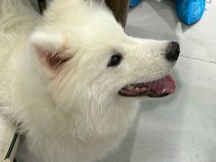 -安格丽娜·狗咖·猫咖羊驼咖(春熙路百盛商场店)