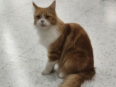 -喵园·猫主题咖啡厅·撸猫·猫咖(国贸店)