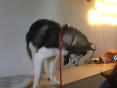 -Husky Go! 哈士奇体验馆·宠物咖啡厅狗咖