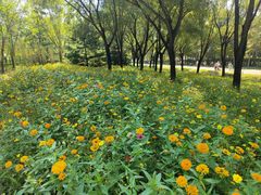 -永定河休闲森林公园