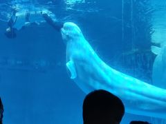 -海合安武汉极地海洋公园