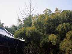 -趵突泉景区