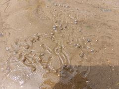 -长兴岛海滨公园
