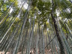 -上海佘山国家森林公园天马山园