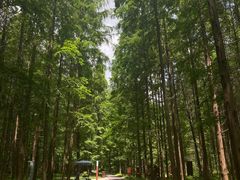 -黄海国家森林公园