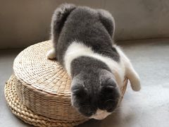 -猫儿山۰猫主题餐厅