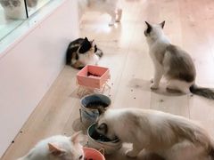 -Bastet sally猫舍购宠(静安店)