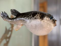 -天正河鲀·河豚亭(大连店)