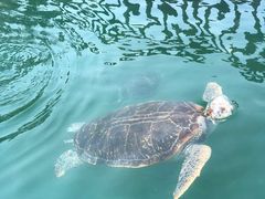 -广东惠东海龟国家级自然保护区
