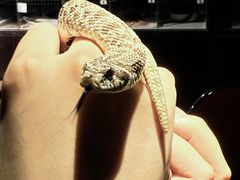 -抱暴龙爬宠·异宠·撸宠撸爬主题馆(大学路店)