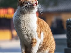 -龙华寺
