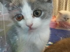 -1013 PET SHOP 宠物商店(近铁城市广场店)