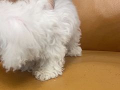 -瑞派宠物医院(搏威敦和院)