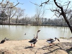 -西安浐灞国家湿地公园