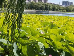 -莲花池公园