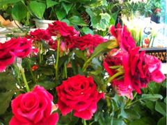 -静岸花卉园艺(三星坊店)