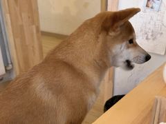 -柴の食堂·日式家庭料理·熊之肆(大学路店)