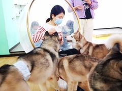 -Husky Go! 哈士奇体验馆·宠物咖啡厅狗咖