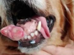 -瑞派福兴宠物医院犬猫全科·骨科·中西医结合(河东店)