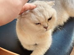 -有猫主题·治愈系猫咖(曾厝垵店)