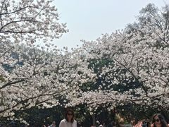 -武汉大学-樱园