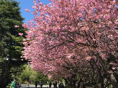 -北海道厅旧本厅舍(旧本庁舎)