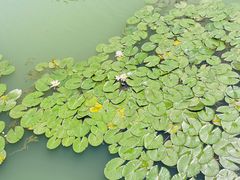 -苏州太湖国家湿地公园