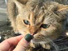 -喵屿·大理花园猫咖