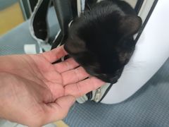 -瑞派宠物医院·犬猫全科·猫友好(宾水西道店)