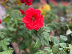 -亚龙湾国际玫瑰谷