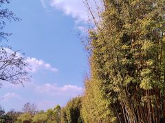 -翠湖公园
