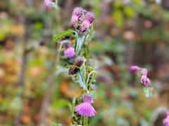 -五营红松林海景区