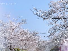 -顾村公园