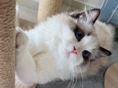 -猫十亿·布偶金渐层·曼基康矮脚猫舍(青年路店)