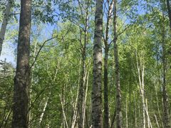 -五营红松林海景区