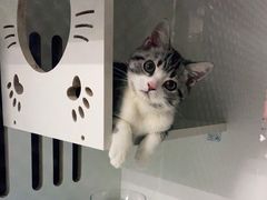 -PETKIT小佩宠物·低压洗护(国顺东路店)