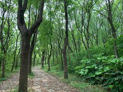 -昆山城市生态森林公园