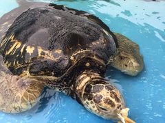 -北戴河圣蓝海洋公园