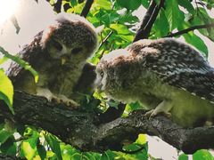 -札幌市资料馆(旧札幌控訴院)
