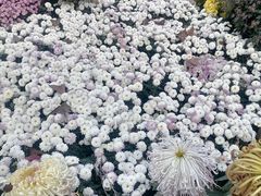 -杭州植物园