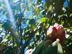 -硗碛藏寨·神木垒景区