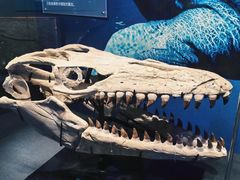 -国家自然博物馆