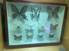 -陕西自然博物馆