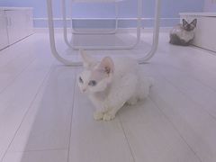 -喵的天空名猫咖啡馆·撸猫·猫舍·用品