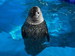 -海合安武汉极地海洋公园