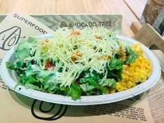 -油梨树AVOCADO TREE(望京店)