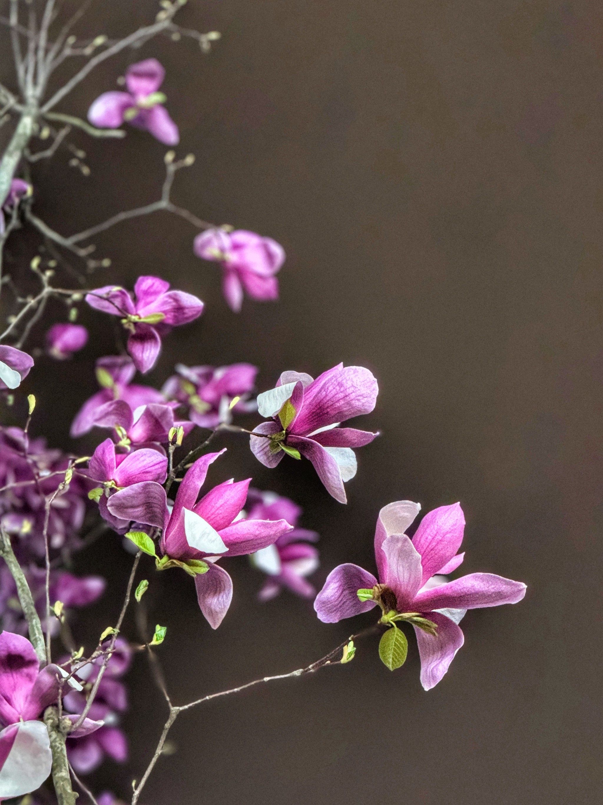 夜幕下的紫玉兰